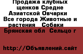 Продажа клубных щенков Средне Азиатской Овчарки - Все города Животные и растения » Собаки   . Брянская обл.,Сельцо г.